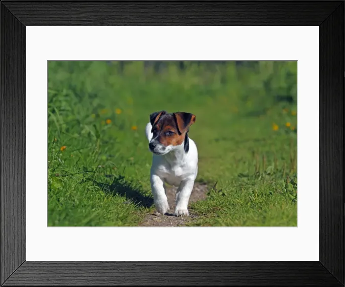 Framed Print : Young Jack Russell Terrier dog (Canis lupus familiaris), male puppy, 12 weeks, domestic dog Framed Print : Young Jack Russell Terrier dog (Canis lupus familiaris), male puppy, 12 weeks, domestic dog
