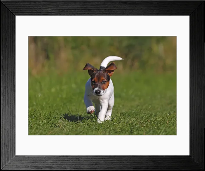 Framed Print : Young Jack Russell Terrier dog (Canis lupus familiaris), male puppy, 12 weeks, domestic dog Framed Print : Young Jack Russell Terrier dog (Canis lupus familiaris), male puppy, 12 weeks, domestic dog