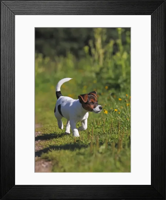 Framed Print : Young Jack Russell Terrier dog (Canis lupus familiaris), male puppy, 12 weeks, domestic dog Framed Print : Young Jack Russell Terrier dog (Canis lupus familiaris), male puppy, 12 weeks, domestic dog