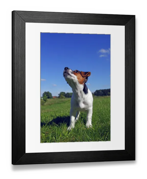 Framed Print : Young Jack Russell Terrier dog (Canis lupus familiaris), male puppy, 12 weeks, domestic dog Framed Print : Young Jack Russell Terrier dog (Canis lupus familiaris), male puppy, 12 weeks, domestic dog