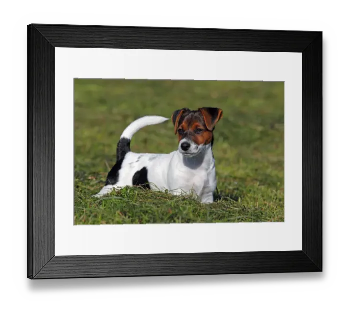 Framed Print : Young Jack Russell Terrier dog (Canis lupus familiaris), male puppy, 12 weeks, domestic dog Framed Print : Young Jack Russell Terrier dog (Canis lupus familiaris), male puppy, 12 weeks, domestic dog