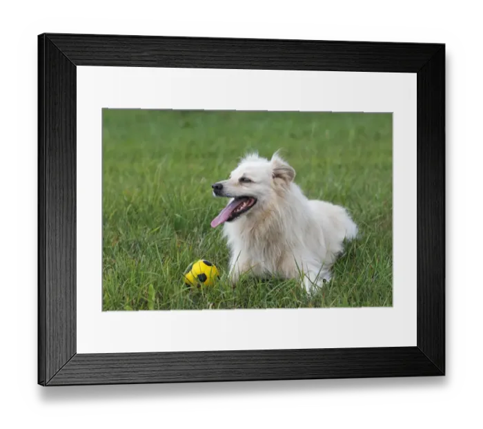 Framed Print : Little white dog, spitz half-breed (Canis lupus familiaris), male domestic dog Framed Print : Little white dog, spitz half-breed (Canis lupus familiaris), male domestic dog