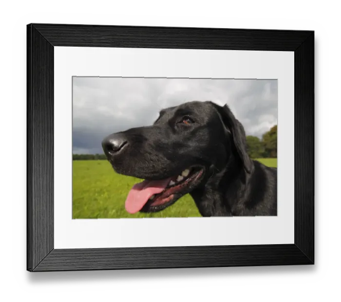 Framed Print : Black Labrador Retriever dog (Canis lupus familiaris) portrait, male, domestic dog Framed Print : Black Labrador Retriever dog (Canis lupus familiaris) portrait, male, domestic dog