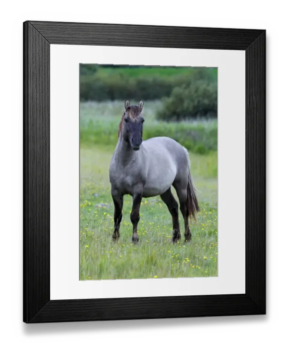 Framed Print : Male konik horse (Equus przewalskii f. caballus), stallion, Tarpan back breeding Framed Print : Male konik horse (Equus przewalskii f. caballus), stallion, Tarpan back breeding