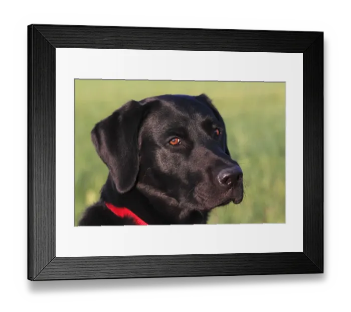 Framed Print : Young black Labrador Retriever dog (Canis lupus familiaris) portrait one-year-old male Framed Print : Young black Labrador Retriever dog (Canis lupus familiaris) portrait one-year-old male
