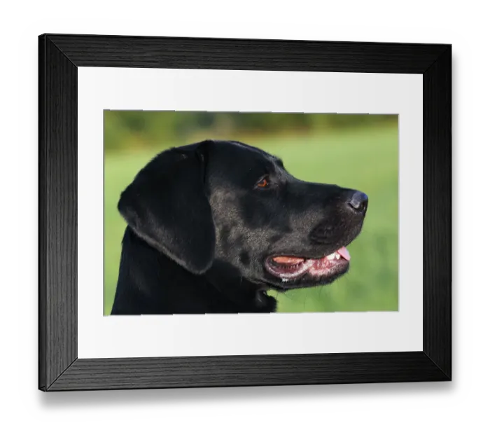 Framed Print : Young black Labrador Retriever dog (Canis lupus familiaris) portrait one-year-old male Framed Print : Young black Labrador Retriever dog (Canis lupus familiaris) portrait one-year-old male