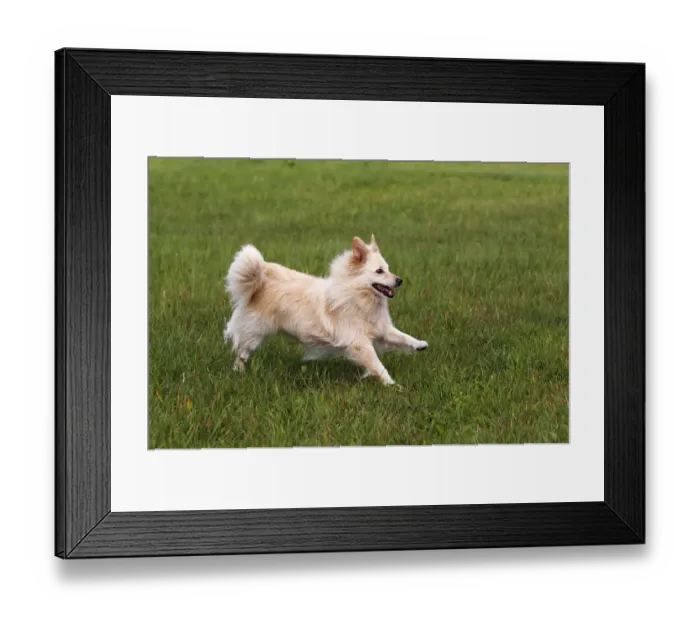 Framed Print : Small white dog, spitz half-breed (Canis lupus familiaris), running in a meadow, male Framed Print : Small white dog, spitz half-breed (Canis lupus familiaris), running in a meadow, male