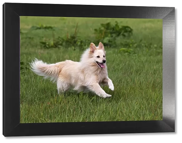 Small white dog, spitz half-breed (Canis lupus familiaris), running in a meadow, male