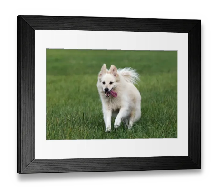 Framed Print : Small white dog, spitz half-breed (Canis lupus familiaris), running in a meadow, male Framed Print : Small white dog, spitz half-breed (Canis lupus familiaris), running in a meadow, male