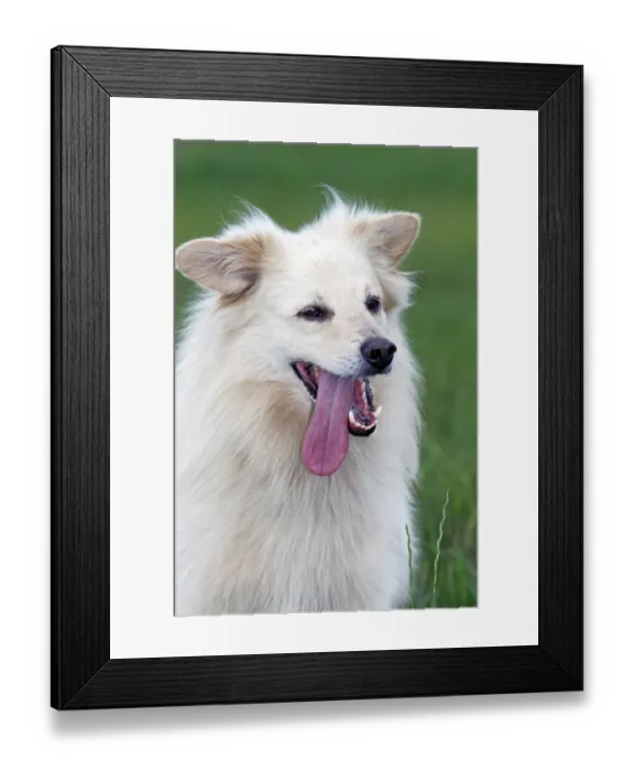 Framed Print : Small white dog, spitz half-breed (Canis lupus familiaris), portrait, male