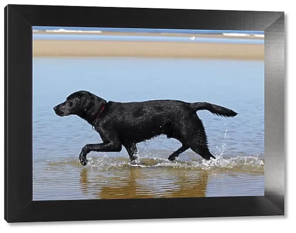 Black Labrador Retriever walking along the water line on beach, at dog beach, young male