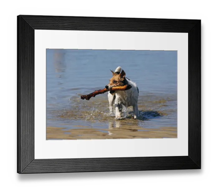 Framed Print : Small dog playing in water, retrieving stick Framed Print : Small dog playing in water, retrieving stick