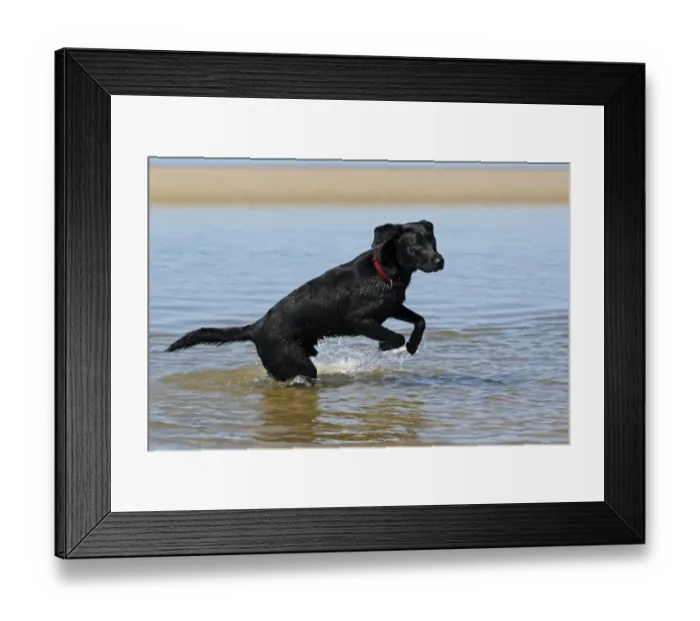 Framed Print : Black Labrador Retriever playing in the water at a dog beach, young male Framed Print : Black Labrador Retriever playing in the water at a dog beach, young male