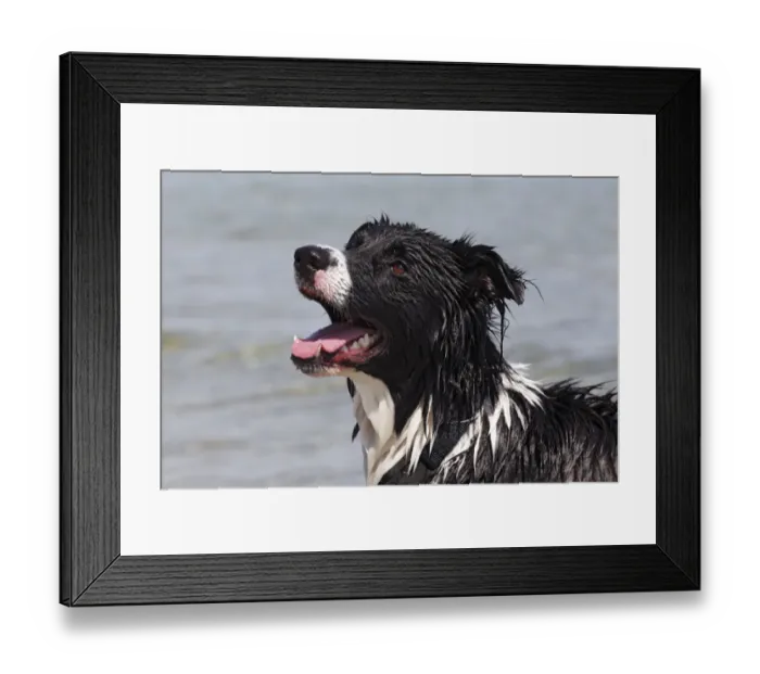 Framed Print : Border Collie cross-breed, wet from swimming in water, portrait