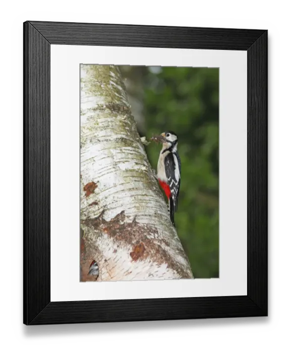 Framed Print : Great Spotted Woodpecker (Dendrocopos major), adult, carrying insects in its beak, feed for young birds in the nesting cavity of a birch tree Framed Print : Great Spotted Woodpecker (Dendrocopos major), adult, carrying insects in its beak, feed for young birds in the nesting cavity of a birch tree