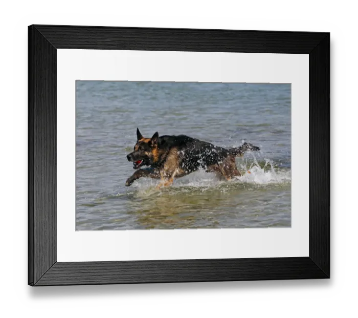 Framed Print : German Shepherd Dog (Canis lupus familiaris), retrieving a ball from the water Framed Print : German Shepherd Dog (Canis lupus familiaris), retrieving a ball from the water