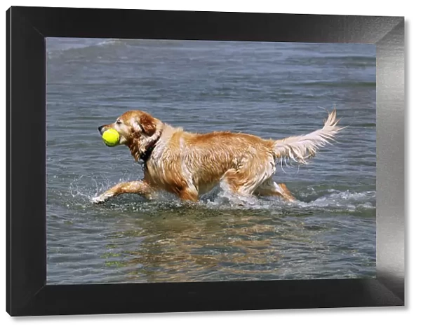 Golden Retriever (Canis lupus familiaris), retrieving a toy from the water