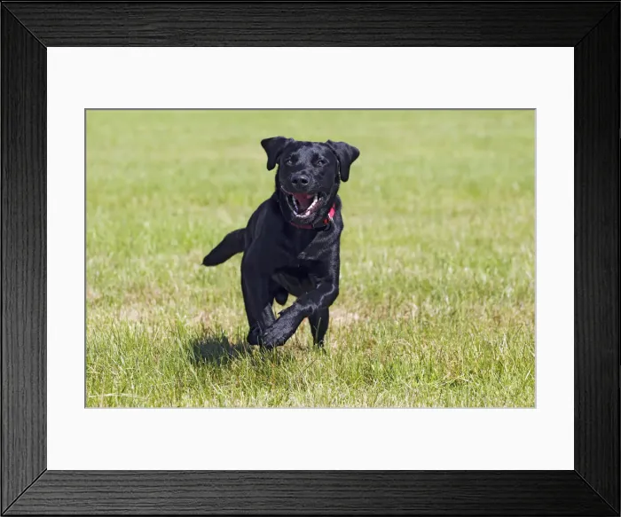 Framed Print : Running young black Labrador Retriever dog, male, short-haired type, domestic dog Framed Print : Running young black Labrador Retriever dog, male, short-haired type, domestic dog