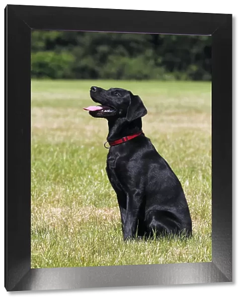 Young black Labrador Retriever dog, sitting, male, short-haired type, domestic dog, obedience training, dog training