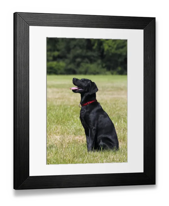 Framed Print : Young black Labrador Retriever dog, sitting, male, short-haired type, domestic dog, obedience training, dog training Framed Print : Young black Labrador Retriever dog, sitting, male, short-haired type, domestic dog, obedience training, dog training