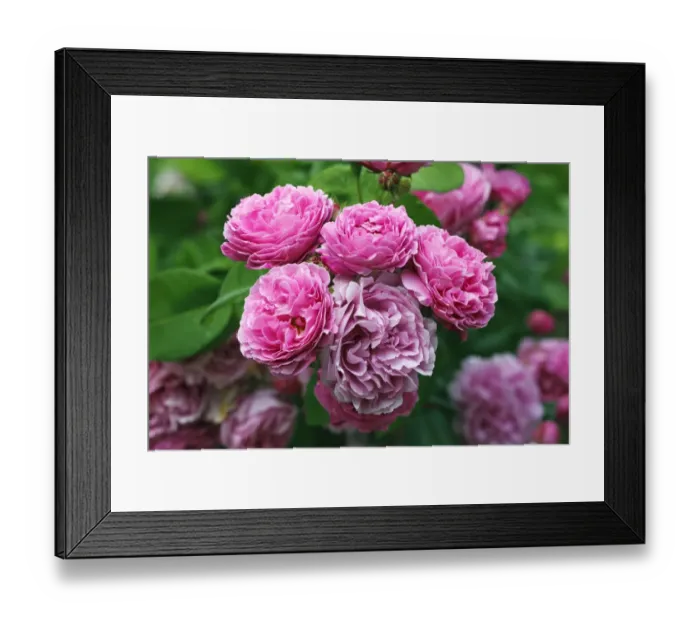 Framed Print : Rose, Bourbon rose variety Louise Odier (Rosa x borboniana cultivar Louise Odier), historical old rose variety from 1851 with highly fragrant flowers Framed Print : Rose, Bourbon rose variety Louise Odier (Rosa x borboniana cultivar Louise Odier), historical old rose variety from 1851 with highly fragrant flowers