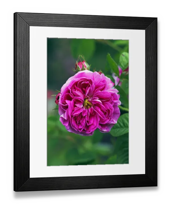 Framed Print : Rose, Gallica rose variety Duc de Fitzjames, historic rose variety from 1837 with fragrant flowers (Rosa gallica cultivar Duc de Fitzjames), or centifolia roses (Rosa centifolia Duc de Fitzjames) Framed Print : Rose, Gallica rose variety Duc de Fitzjames, historic rose variety from 1837 with fragrant flowers (Rosa gallica cultivar Duc de Fitzjames), or centifolia roses (Rosa centifolia Duc de Fitzjames)