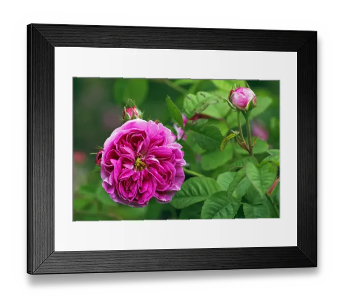 Framed Print : Rose, Gallica rose variety Duc de Fitzjames, historic rose variety from 1837 with fragrant flowers (Rosa gallica cultivar Duc de Fitzjames) Framed Print : Rose, Gallica rose variety Duc de Fitzjames, historic rose variety from 1837 with fragrant flowers (Rosa gallica cultivar Duc de Fitzjames)