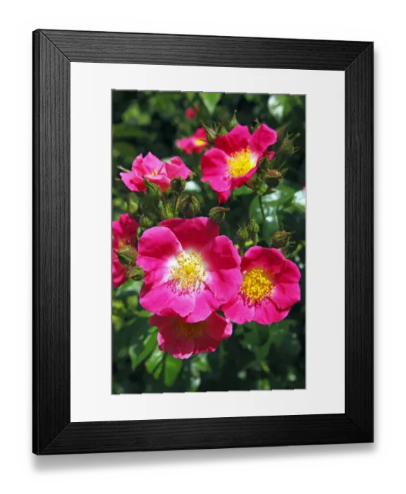 Framed Print : Rose, American Pillar variety (Rosa cultivar American Pillar), rambling rose, climbing rose Framed Print : Rose, American Pillar variety (Rosa cultivar American Pillar), rambling rose, climbing rose
