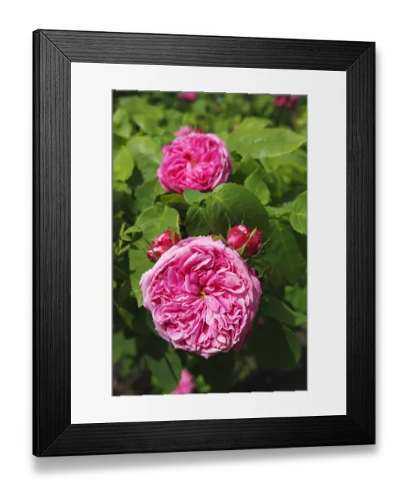 Framed Print : Yolande d Aragon rose variety, Portland Rose, historic rose variety from 1843 with very fragrant flowers (Rosa x portlandia cultivar Yolande d Aragon) Framed Print : Yolande d Aragon rose variety, Portland Rose, historic rose variety from 1843 with very fragrant flowers (Rosa x portlandia cultivar Yolande d Aragon)