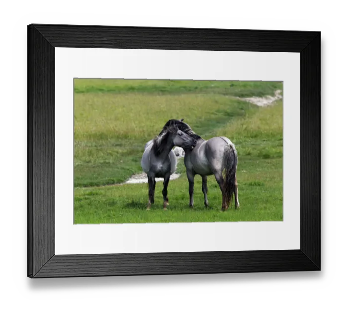 Framed Print : Konik horses (Equus przewalskii f. caballus), mare and stallion, tarpan or wild horse, backbreeding Framed Print : Konik horses (Equus przewalskii f. caballus), mare and stallion, tarpan or wild horse, backbreeding