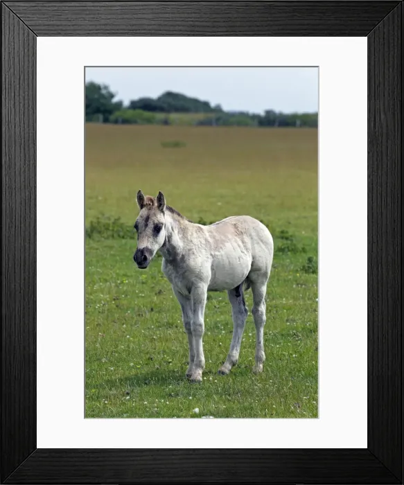 Framed Print : Konik horse (Equus przewalskii f. caballus), colt, tarpan or wild horse, backbreeding Framed Print : Konik horse (Equus przewalskii f. caballus), colt, tarpan or wild horse, backbreeding