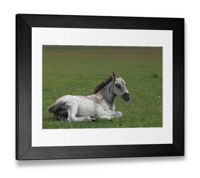 Framed Print : Konik horse (Equus przewalskii f. caballus), foal, tarpan or wild horse, backbreeding Framed Print : Konik horse (Equus przewalskii f. caballus), foal, tarpan or wild horse, backbreeding