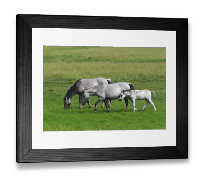 Framed Print : Konik horses (Equus przewalskii f. caballus), foal, mare and stallion, tarpan or wild horse, backbreeding Framed Print : Konik horses (Equus przewalskii f. caballus), foal, mare and stallion, tarpan or wild horse, backbreeding