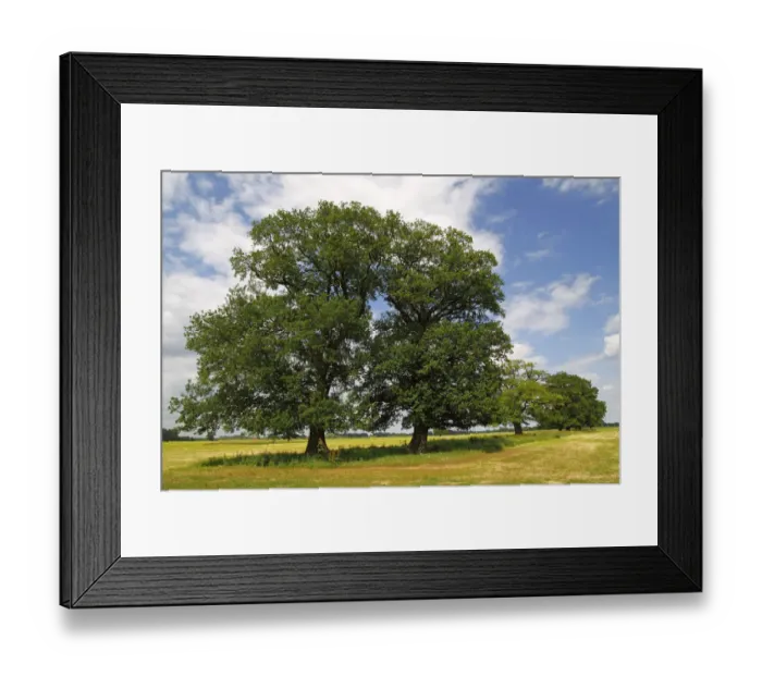 Framed Print : Old free-standing Pedunculate Oaks or English Oaks (Quercus robur), Mecklenburg Elbe Valley Nature Park, UNESCO Elbe River Landscape Biosphere Reserve, Mecklenburg-Western Pomerania, Germany, Europe Framed Print : Old free-standing Pedunculate Oaks or English Oaks (Quercus robur), Mecklenburg Elbe Valley Nature Park, UNESCO Elbe River Landscape Biosphere Reserve, Mecklenburg-Western Pomerania, Germany, Europe