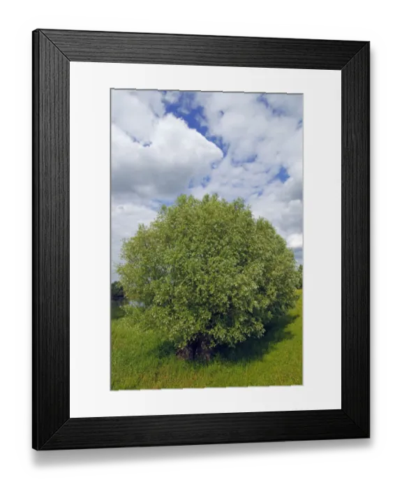 Framed Print : White Willow (Salix alba), Mecklenburg Elbe Valley Nature Park, UNESCO Elbe River Landscape Biosphere Reserve, Mecklenburg-Western Pomerania, Germany, Europe Framed Print : White Willow (Salix alba), Mecklenburg Elbe Valley Nature Park, UNESCO Elbe River Landscape Biosphere Reserve, Mecklenburg-Western Pomerania, Germany, Europe
