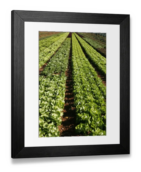 Framed Print : Lettuce field in Esslingen am Neckar, Baden-Wuerttemberg, Germany, Europe Framed Print : Lettuce field in Esslingen am Neckar, Baden-Wuerttemberg, Germany, Europe