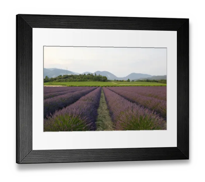 Framed Print : Lavender cultivation, lavender field at Le Pegu, Valreas, Vaucluse, Provence, southern France, France, Europe Framed Print : Lavender cultivation, lavender field at Le Pegu, Valreas, Vaucluse, Provence, southern France, France, Europe