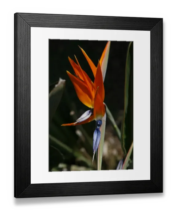 Framed Print : Bird-of-Paradise Flower (Strelitziaceae) Framed Print : Bird-of-Paradise Flower (Strelitziaceae)