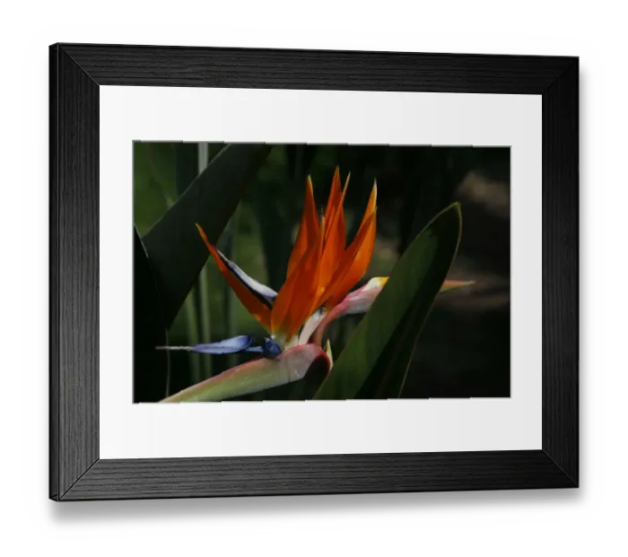 Framed Print : Bird-of-Paradise Flower (Strelitziaceae) Framed Print : Bird-of-Paradise Flower (Strelitziaceae)