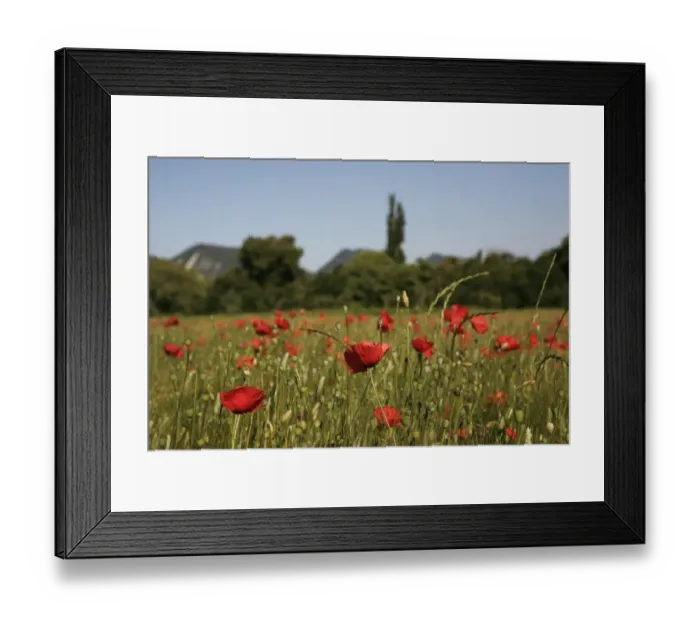 Framed Print : Wheat field with poppies near Le Pegu, Provence, France, Europe Framed Print : Wheat field with poppies near Le Pegu, Provence, France, Europe
