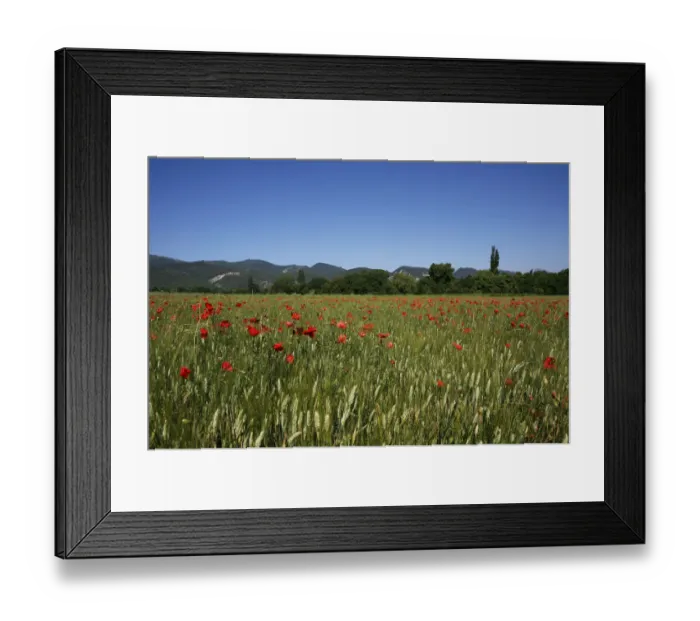 Framed Print : Wheat field with poppies near Le Pegu, Provence, France, Europe Framed Print : Wheat field with poppies near Le Pegu, Provence, France, Europe
