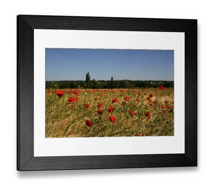 Framed Print : Wheat field with poppies near Le Pegu, Provence, France, Europe Framed Print : Wheat field with poppies near Le Pegu, Provence, France, Europe
