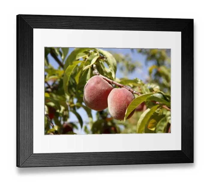 Framed Print : Peaches on a tree, Alpujarras, Sierra Nevada, Andalucia, southern Spain, Europe Framed Print : Peaches on a tree, Alpujarras, Sierra Nevada, Andalucia, southern Spain, Europe