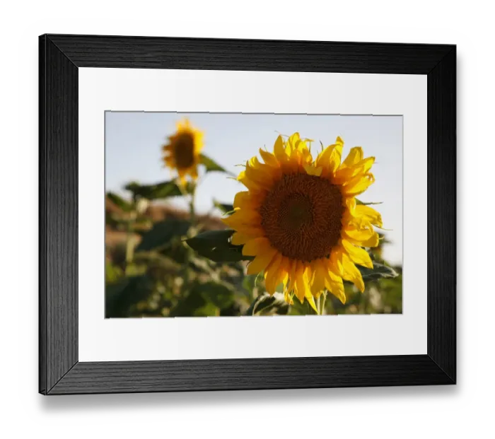 Framed Print : Sunflower (Helianthus annuus), Cabo de Gata, Andalusia, southern Spain, Europe Framed Print : Sunflower (Helianthus annuus), Cabo de Gata, Andalusia, southern Spain, Europe