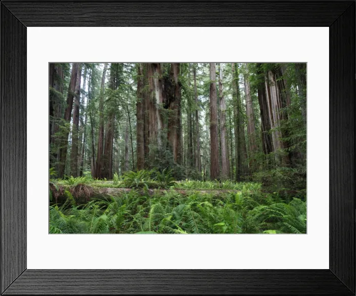 Framed Print : Jedediah Redwoods, Coast Redwood or Giant Redwood (Sequoia sempervirens), California Coast, California, USA