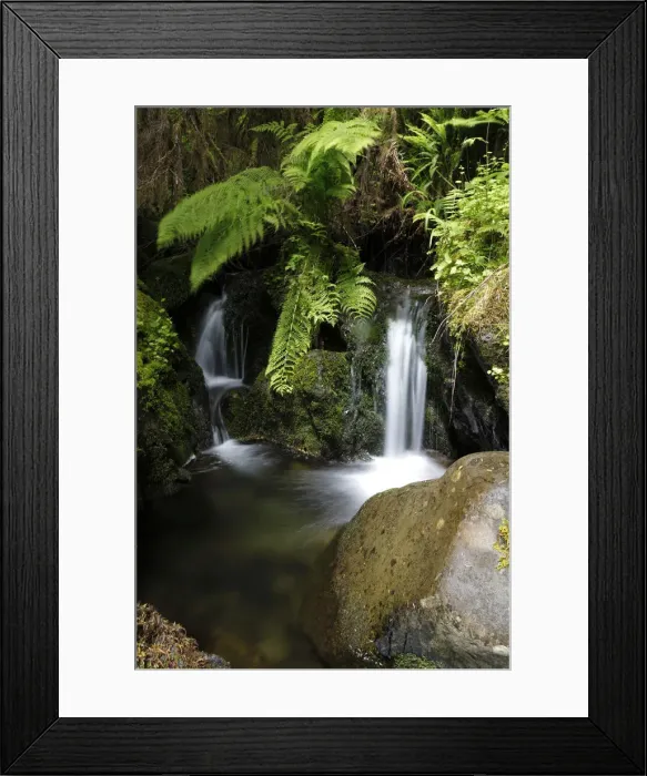 Framed Print : Quinault Area, Olympic National Park, Washington, USA Framed Print : Quinault Area, Olympic National Park, Washington, USA