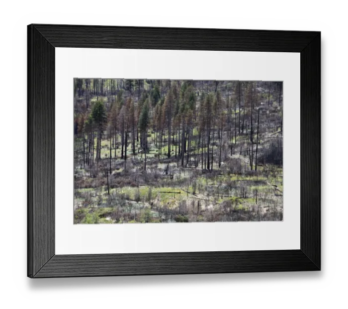 Framed Print : Remains of the forest fire on the outskirts of Yosemite National Park, California, USA Framed Print : Remains of the forest fire on the outskirts of Yosemite National Park, California, USA