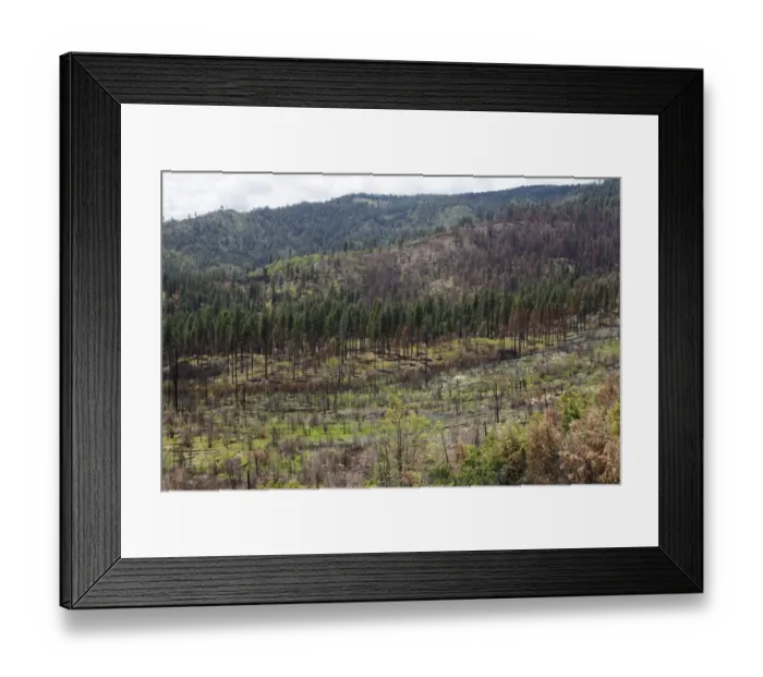 Framed Print : Remains of the forest fire on the outskirts of Yosemite National Park, California, USA
