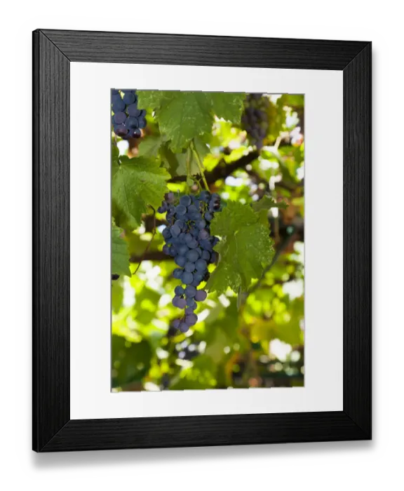 Framed Print : Grapes in a tavern, Corfu, Ionian Islands, Greece, Southern Europe, Europe Framed Print : Grapes in a tavern, Corfu, Ionian Islands, Greece, Southern Europe, Europe