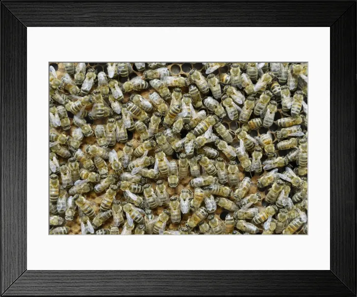 Framed Print : Worker bees on sealed brood comb Framed Print : Worker bees on sealed brood comb
